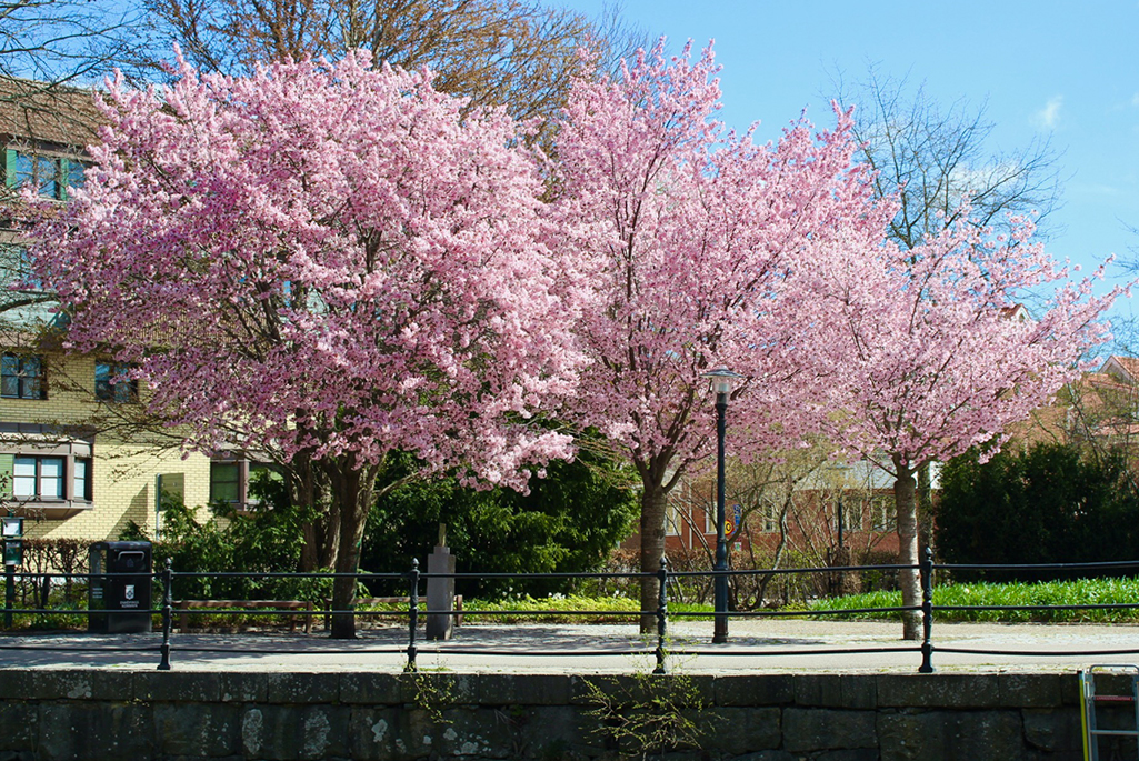 Foto på Fisktorget under våren. Bilden är tagen från andra sidan ån. På bilden syns tre körsbärsträd i full blom. De har vackra rosa blommor i kronorna.