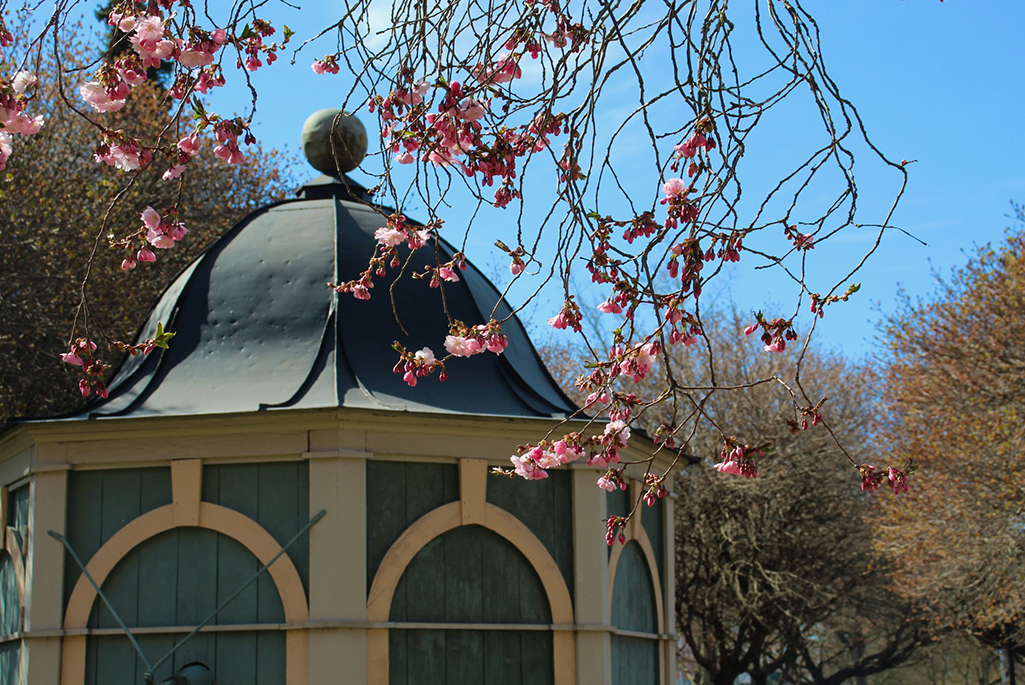 Foto från Munksundskällan under våren. I förgrunden syns grenar från ett körsbärsträd med vackra rosa blommor. I bakgrunden syns pumphuset som står i Munksundskällan. 