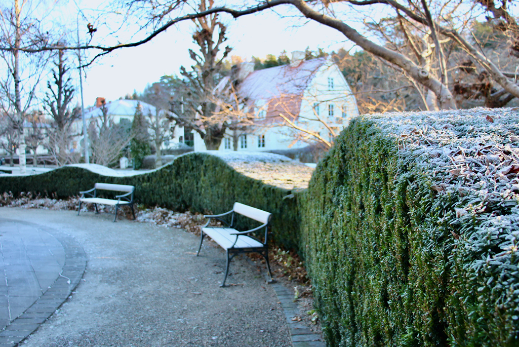 Foto på en del av Pastor Spaks park under vintern. I bilden syns frostiga parkbänkar stå framför formklippta häckar som böljar fram. Häckarna är gröna med frost uppepå.